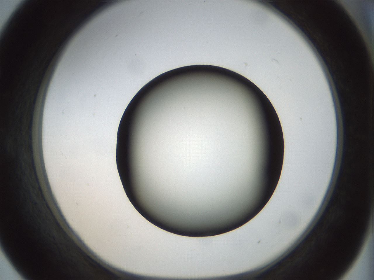 folderID300_plateID1300_batchID4305_wellNum55_profileID1_d1_r78734_ef.jpg