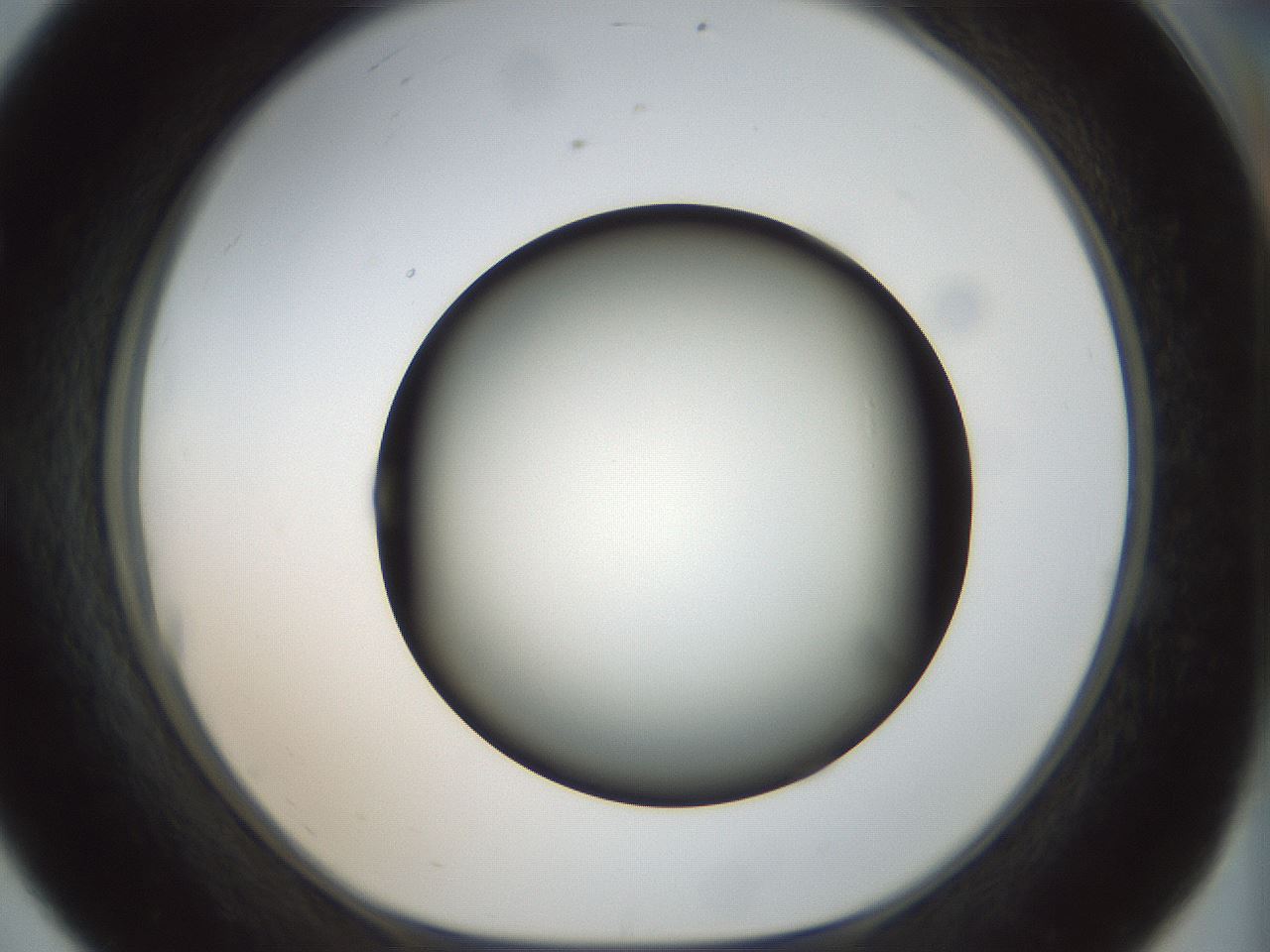 folderID300_plateID1300_batchID4305_wellNum56_profileID1_d1_r78735_ef.jpg