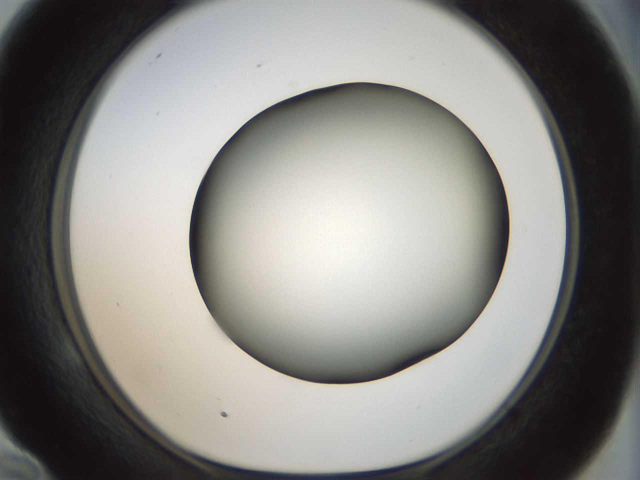 folderID300_plateID1300_batchID4305_wellNum58_profileID1_d1_r78737_ef.jpg