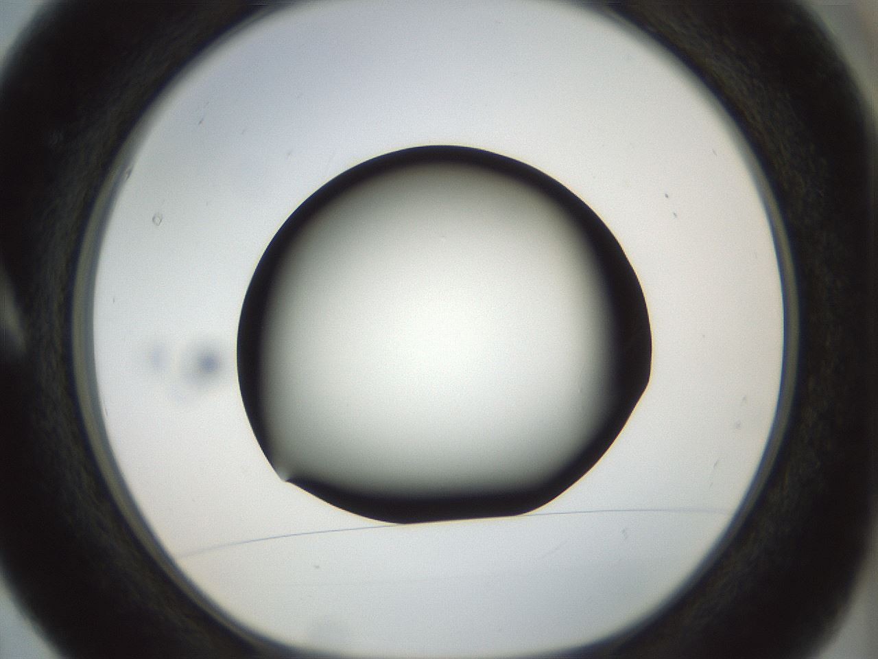folderID300_plateID1300_batchID4305_wellNum5_profileID1_d1_r78684_ef.jpg