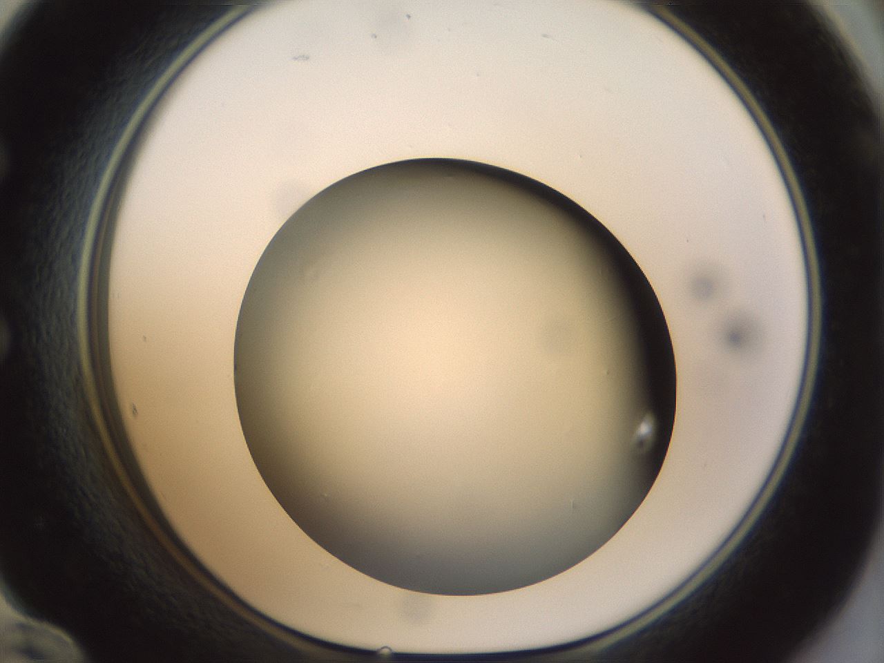 folderID300_plateID1300_batchID4305_wellNum60_profileID1_d1_r78739_ef.jpg