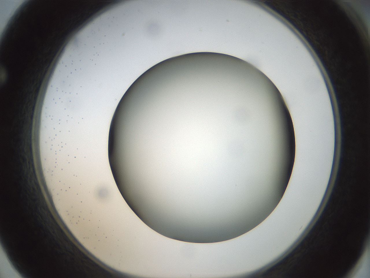 folderID300_plateID1300_batchID4305_wellNum62_profileID1_d1_r78741_ef.jpg