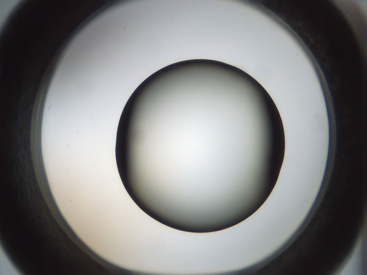 folderID300_plateID1300_batchID4305_wellNum67_profileID1_d1_r78746_ef.jpg