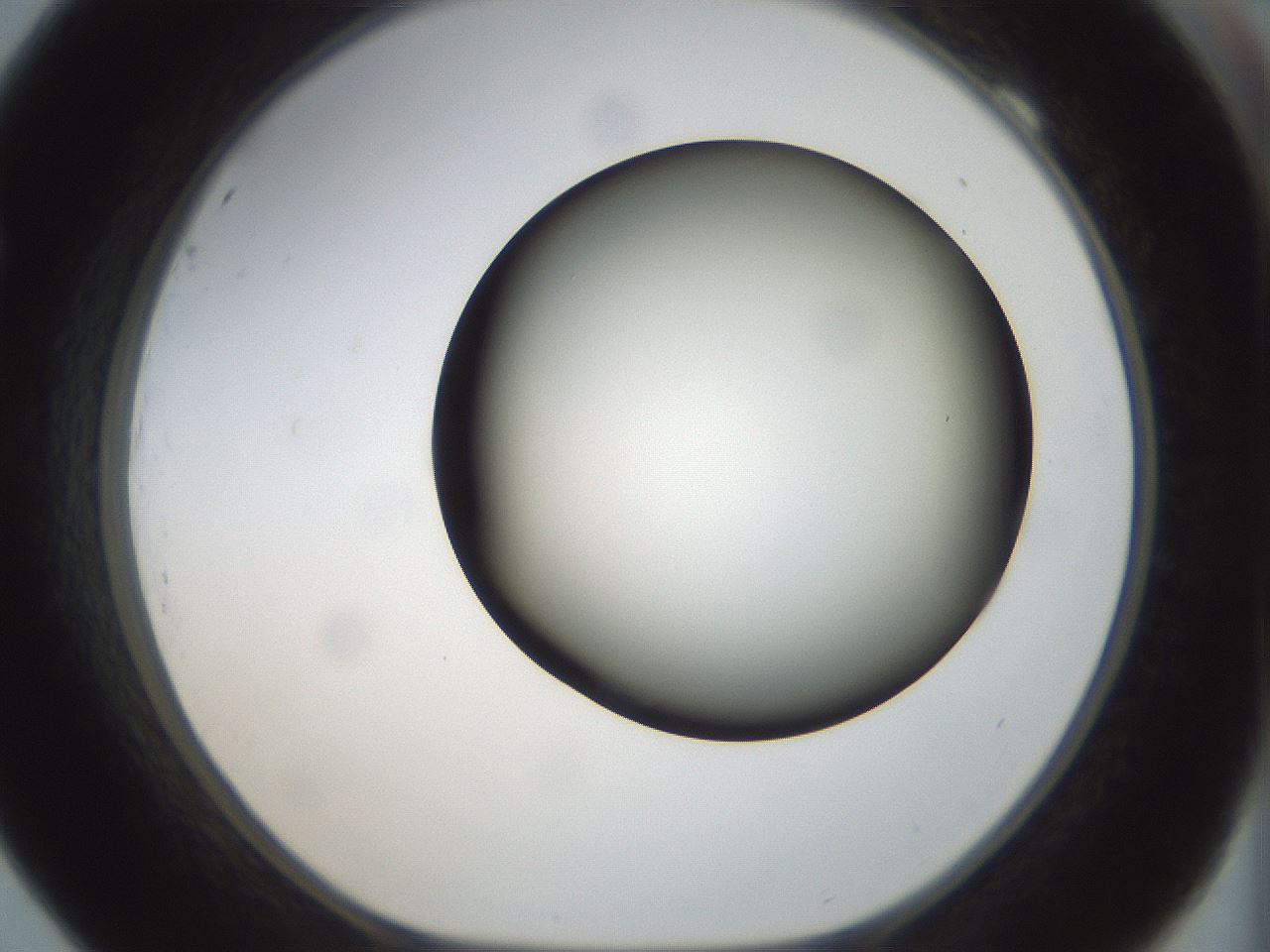 folderID300_plateID1300_batchID4305_wellNum69_profileID1_d1_r78748_ef.jpg