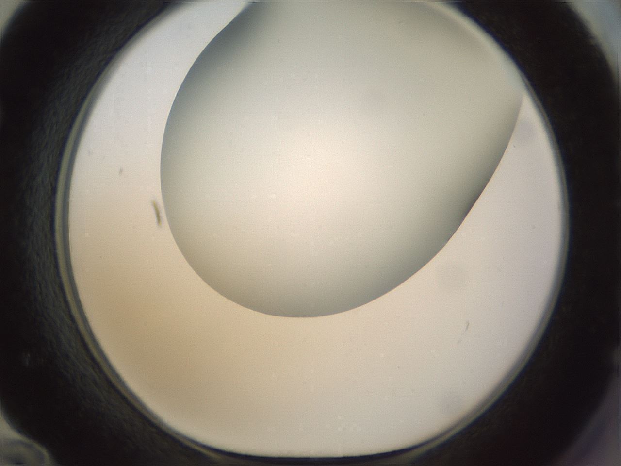 folderID300_plateID1300_batchID4305_wellNum72_profileID1_d1_r78751_ef.jpg