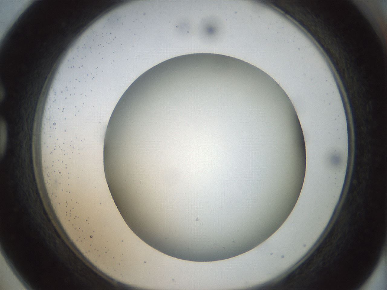 folderID300_plateID1300_batchID4305_wellNum73_profileID1_d1_r78752_ef.jpg