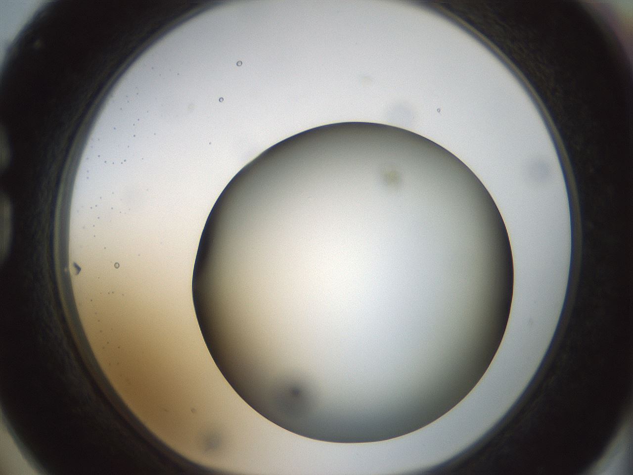 folderID300_plateID1300_batchID4305_wellNum74_profileID1_d1_r78753_ef.jpg