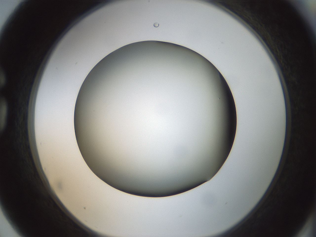 folderID300_plateID1300_batchID4305_wellNum75_profileID1_d1_r78754_ef.jpg