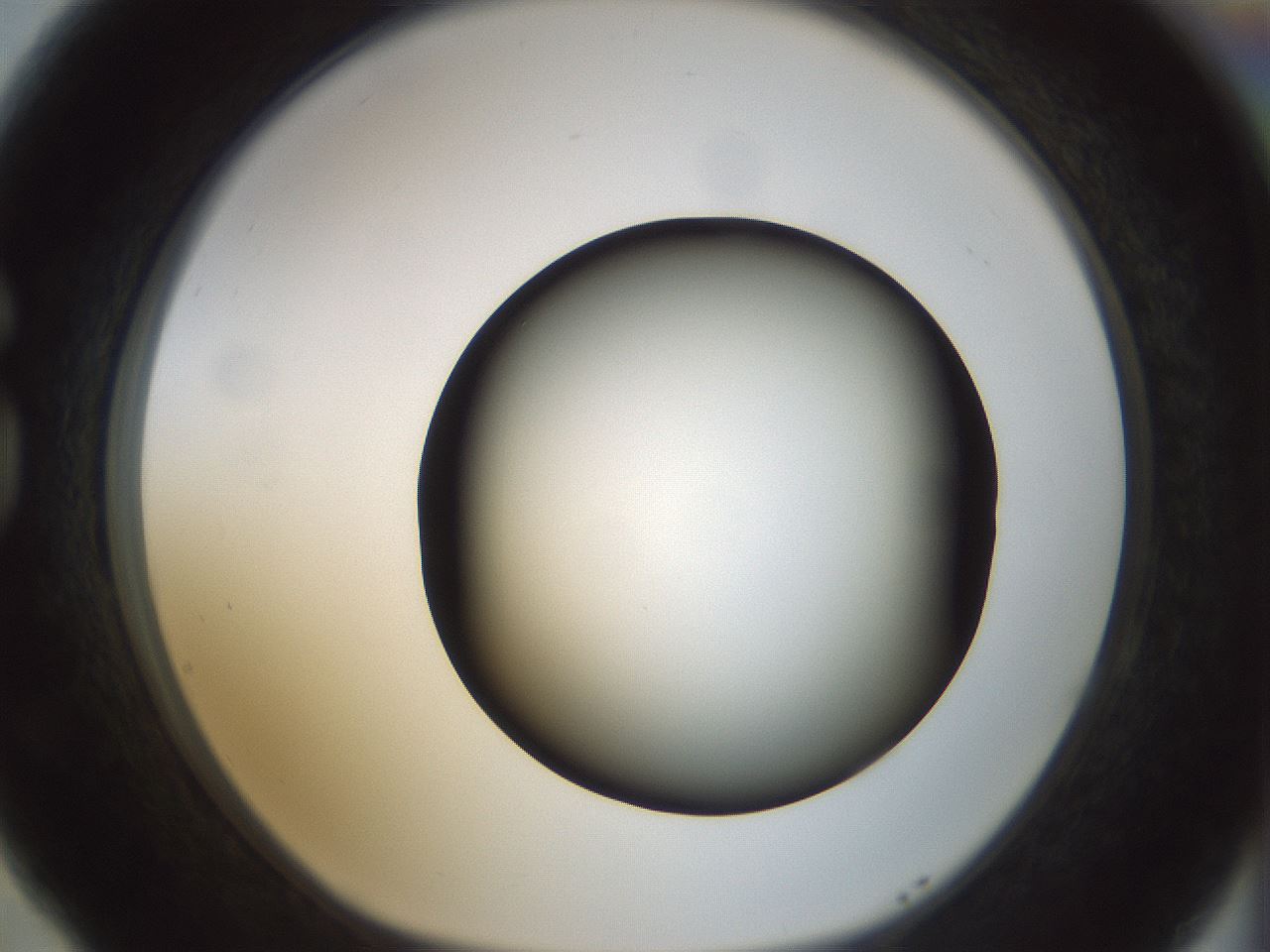 folderID300_plateID1300_batchID4305_wellNum77_profileID1_d1_r78756_ef.jpg