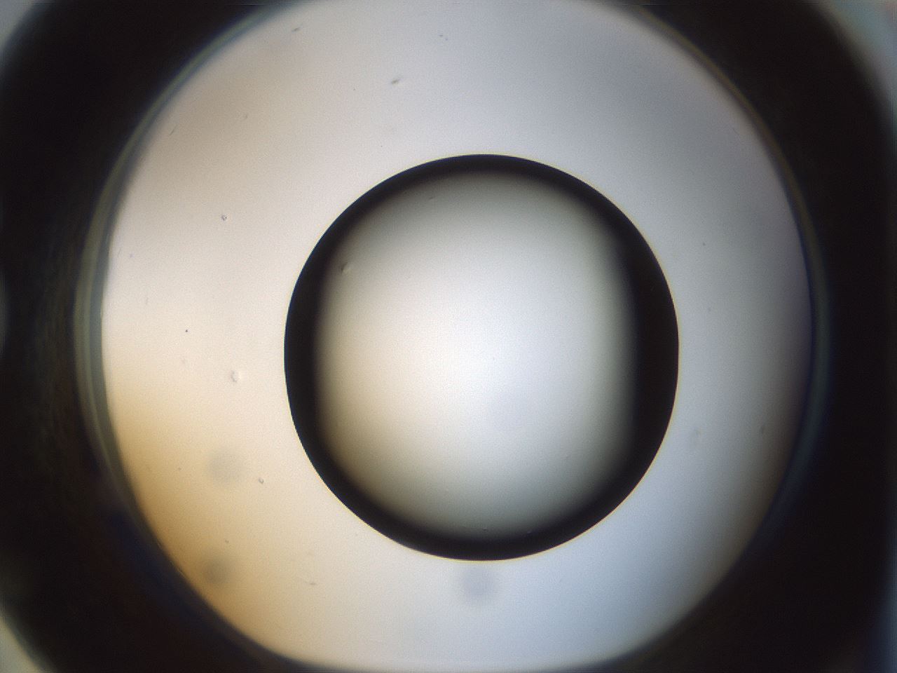 folderID300_plateID1300_batchID4305_wellNum79_profileID1_d1_r78758_ef.jpg