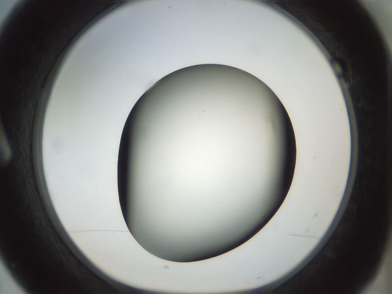 folderID300_plateID1300_batchID4305_wellNum7_profileID1_d1_r78686_ef.jpg