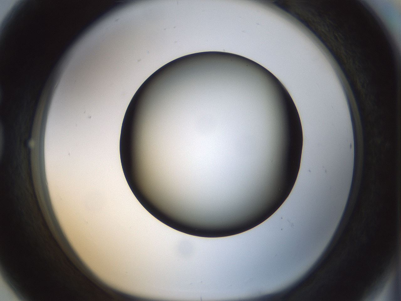 folderID300_plateID1300_batchID4305_wellNum80_profileID1_d1_r78759_ef.jpg