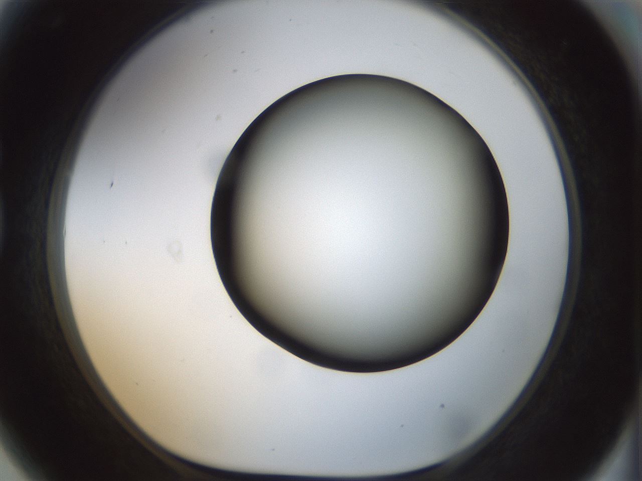 folderID300_plateID1300_batchID4305_wellNum81_profileID1_d1_r78760_ef.jpg