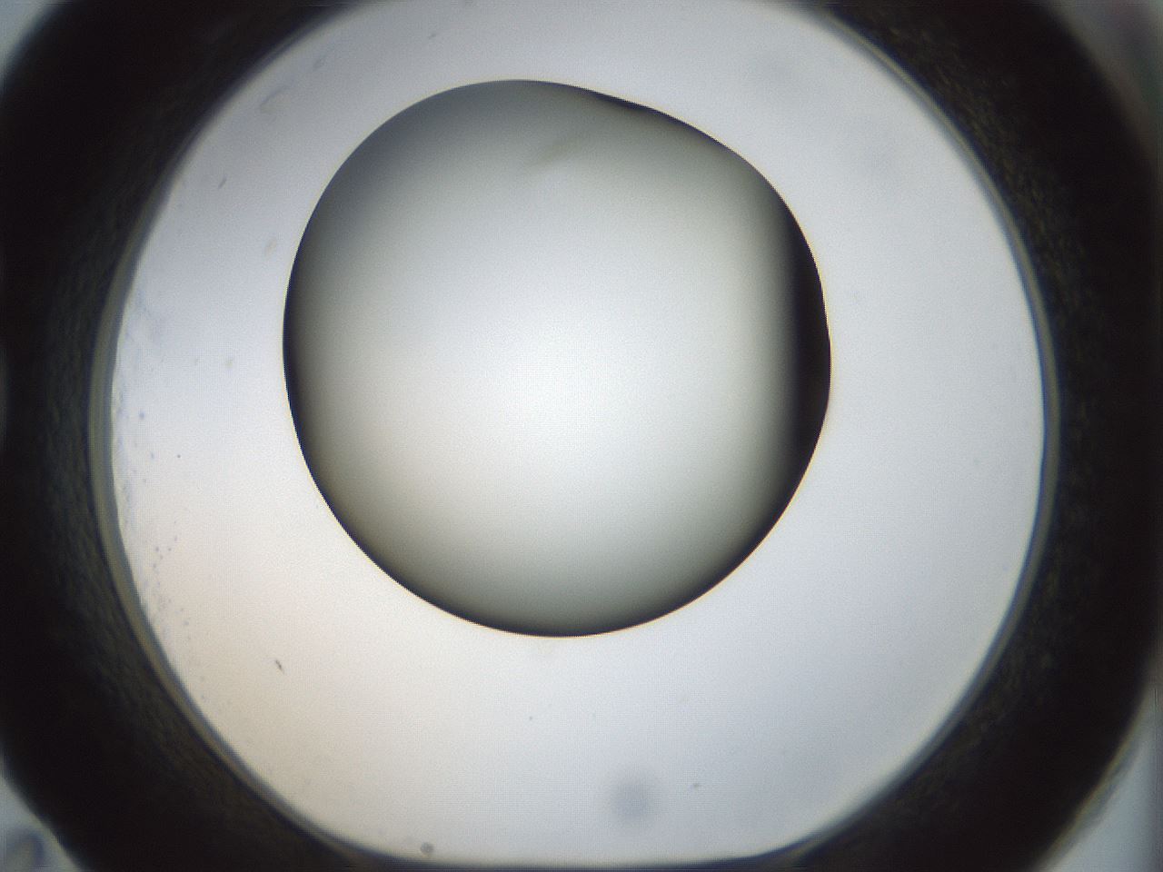 folderID300_plateID1300_batchID4305_wellNum83_profileID1_d1_r78762_ef.jpg