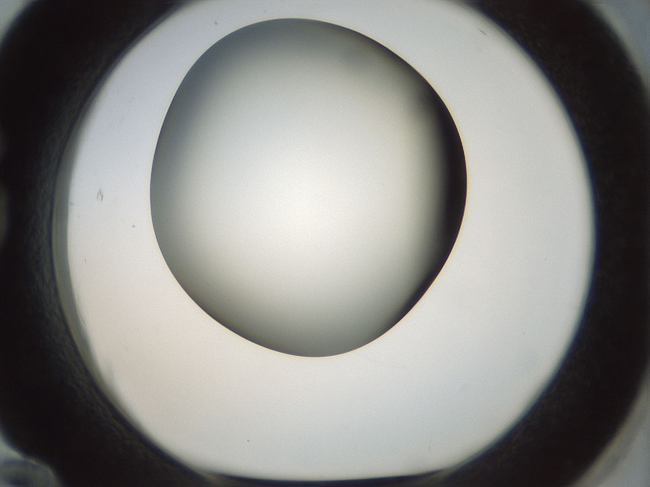 folderID300_plateID1300_batchID4305_wellNum84_profileID1_d1_r78763_ef.jpg