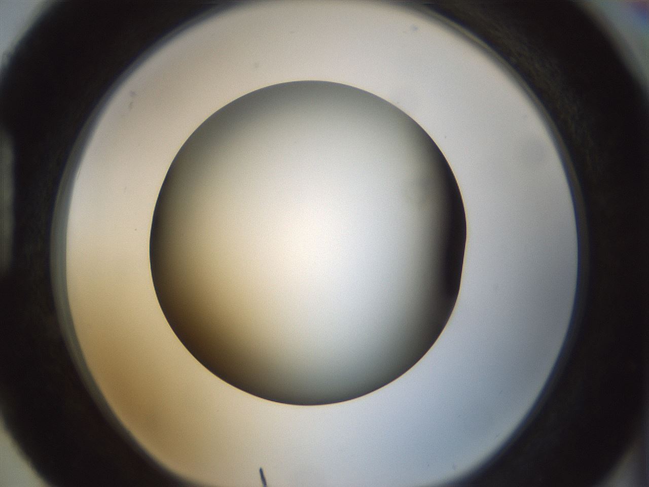 folderID300_plateID1300_batchID4305_wellNum88_profileID1_d1_r78767_ef.jpg