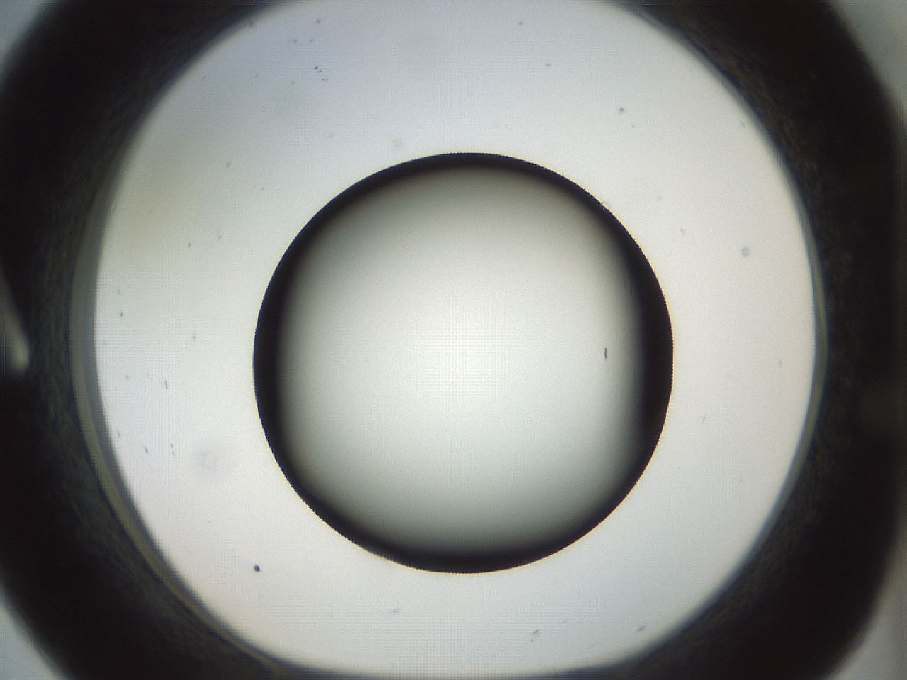 folderID300_plateID1300_batchID4305_wellNum8_profileID1_d1_r78687_ef.jpg