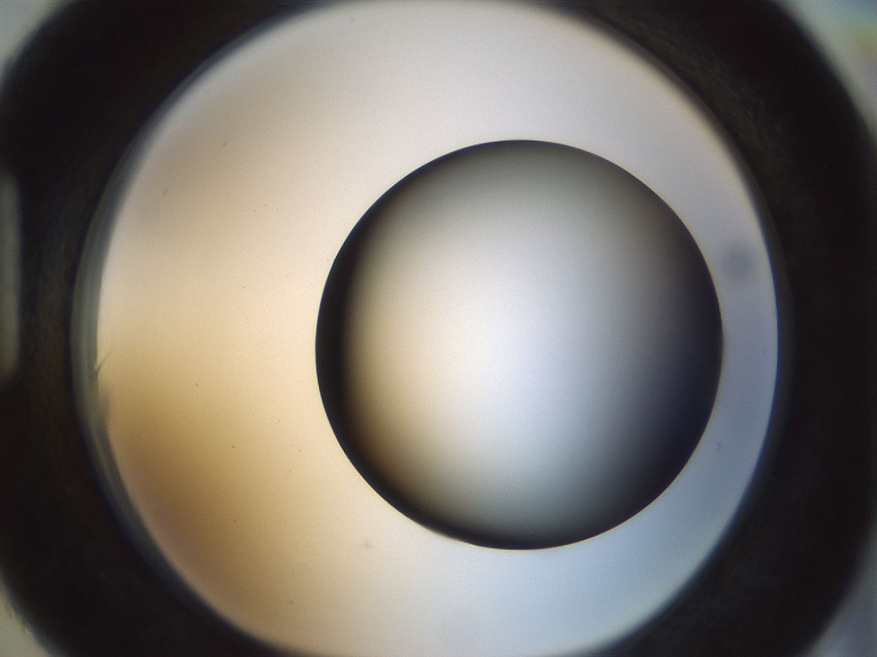 folderID300_plateID1300_batchID4305_wellNum90_profileID1_d1_r78769_ef.jpg