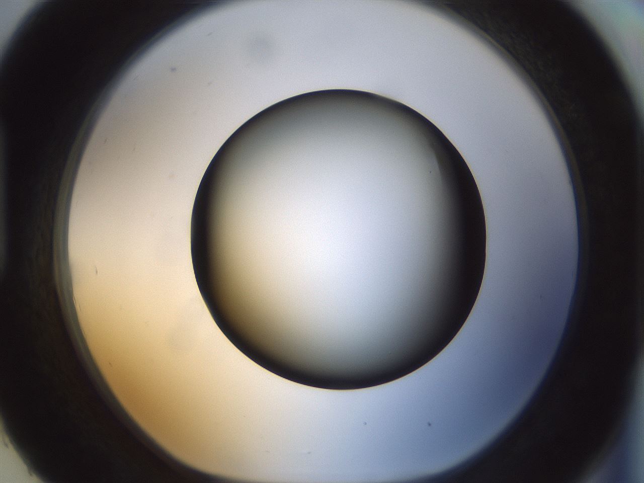 folderID300_plateID1300_batchID4305_wellNum93_profileID1_d1_r78772_ef.jpg