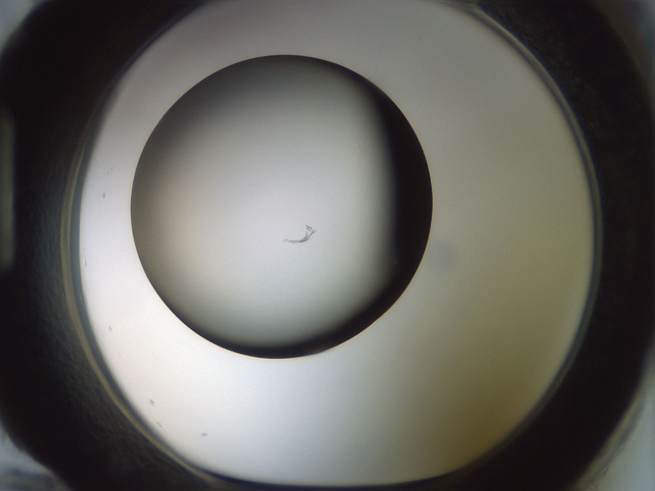folderID300_plateID1300_batchID4305_wellNum96_profileID1_d1_r78775_ef.jpg