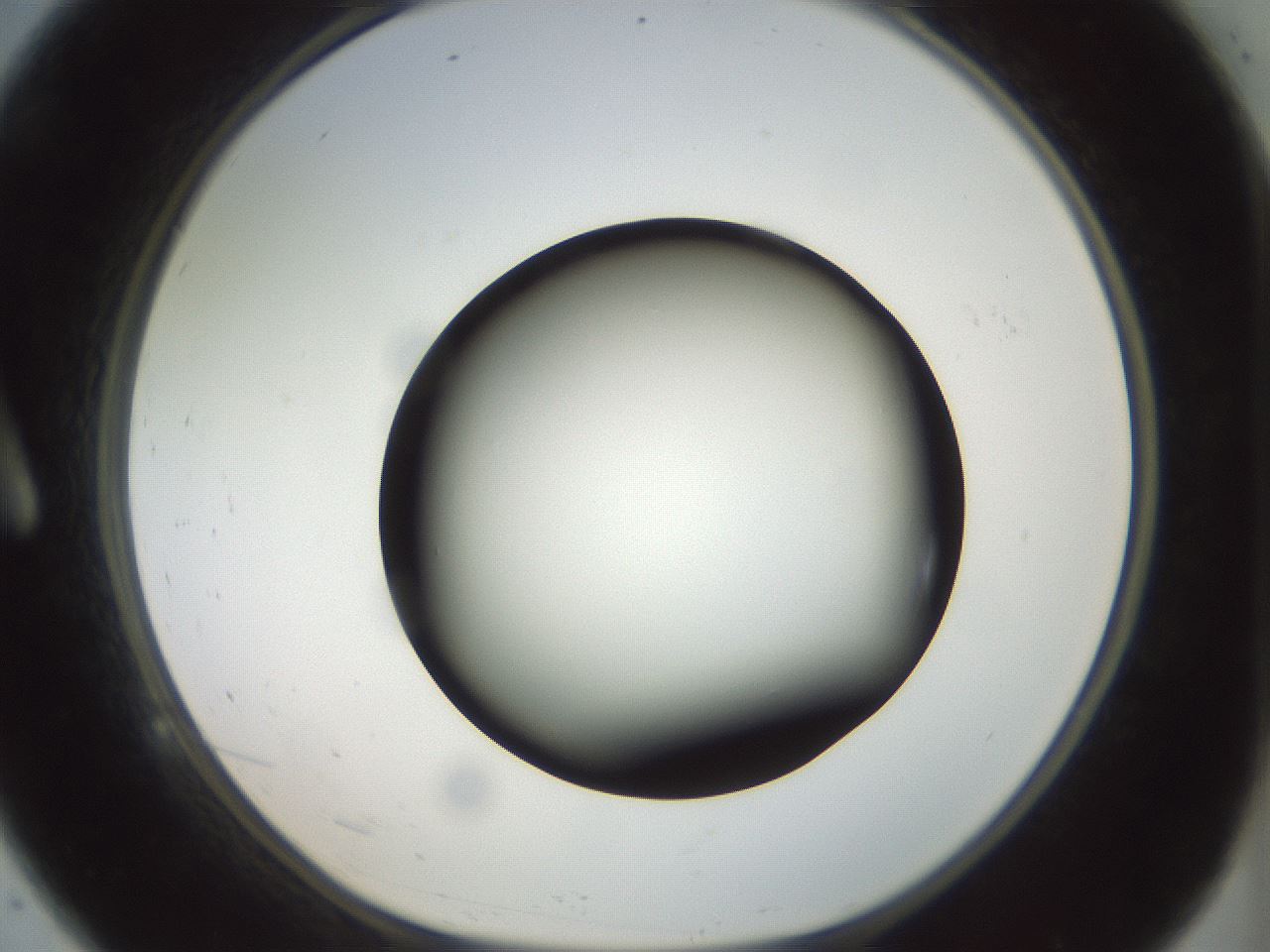 folderID300_plateID1300_batchID4305_wellNum9_profileID1_d1_r78688_ef.jpg