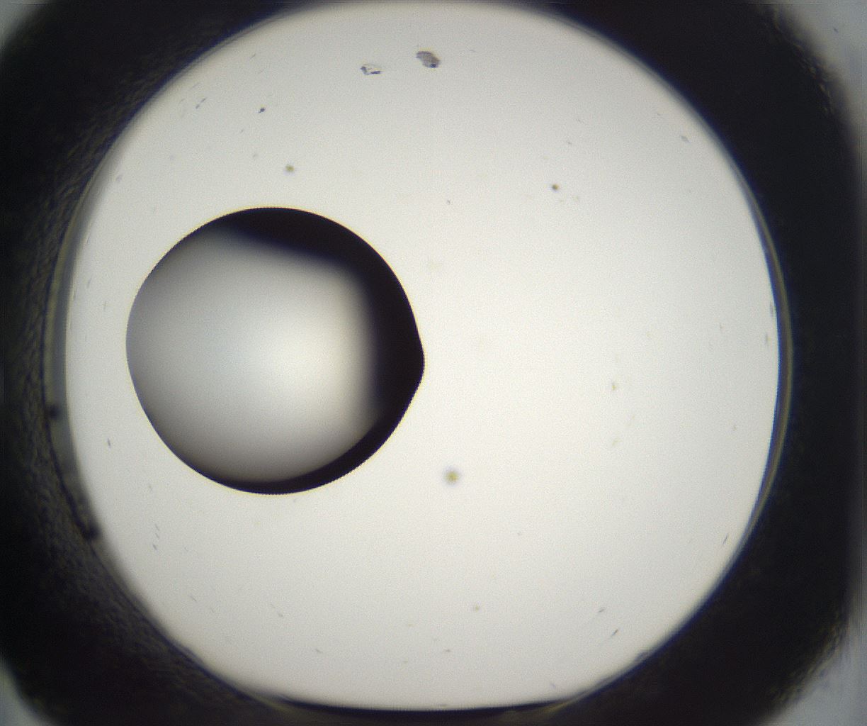 folderID300_plateID2300_batchID10854_wellNum11_profileID1_d1_r161624_ef.jpg