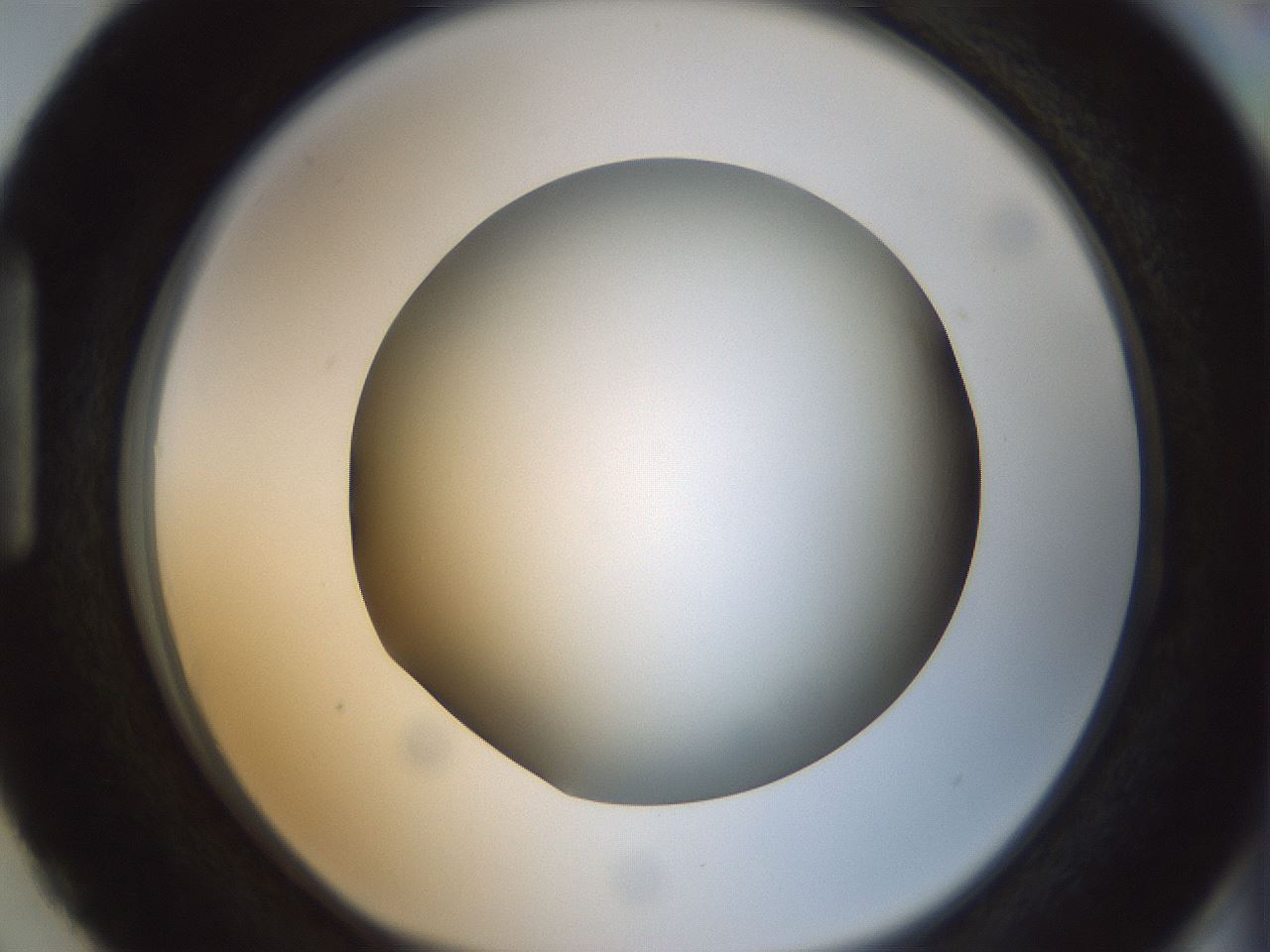 folderID300_plateID1300_batchID4305_wellNum87_profileID1_d1_r78766_ef.jpg