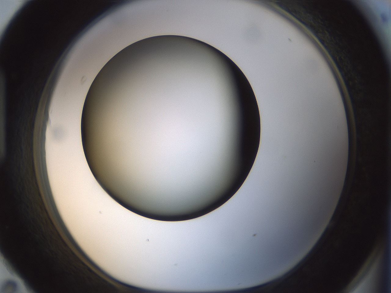 folderID300_plateID1300_batchID4305_wellNum95_profileID1_d1_r78774_ef.jpg