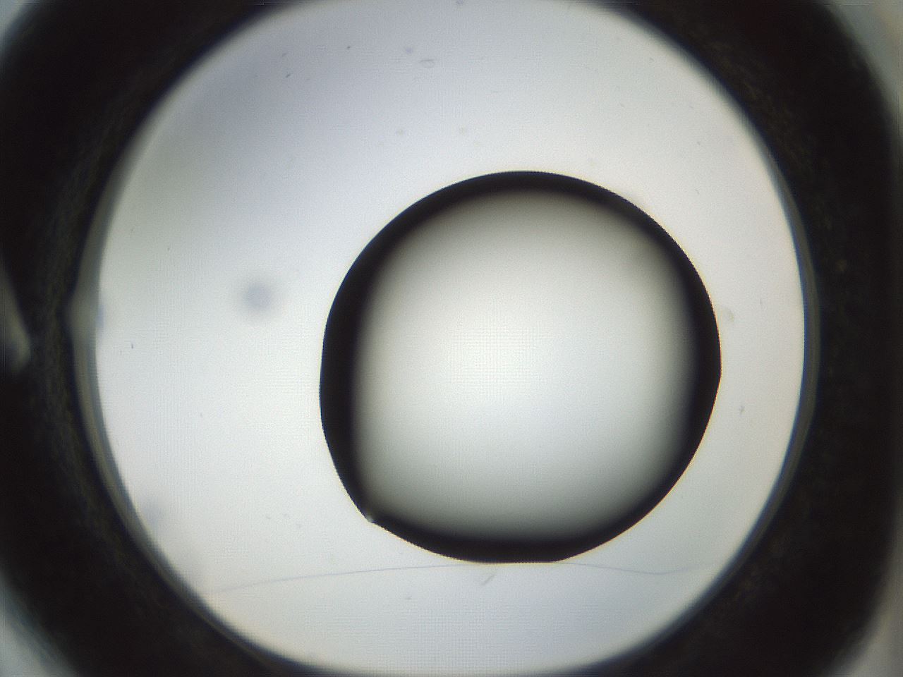 folderID300_plateID1300_batchID4305_wellNum6_profileID1_d1_r78685_ef.jpg