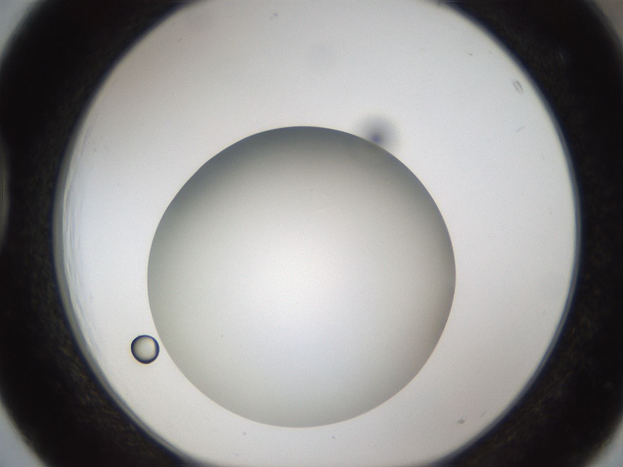 folderID302_plateID1302_batchID4262_wellNum39_profileID1_d1_r78334_ef.jpg