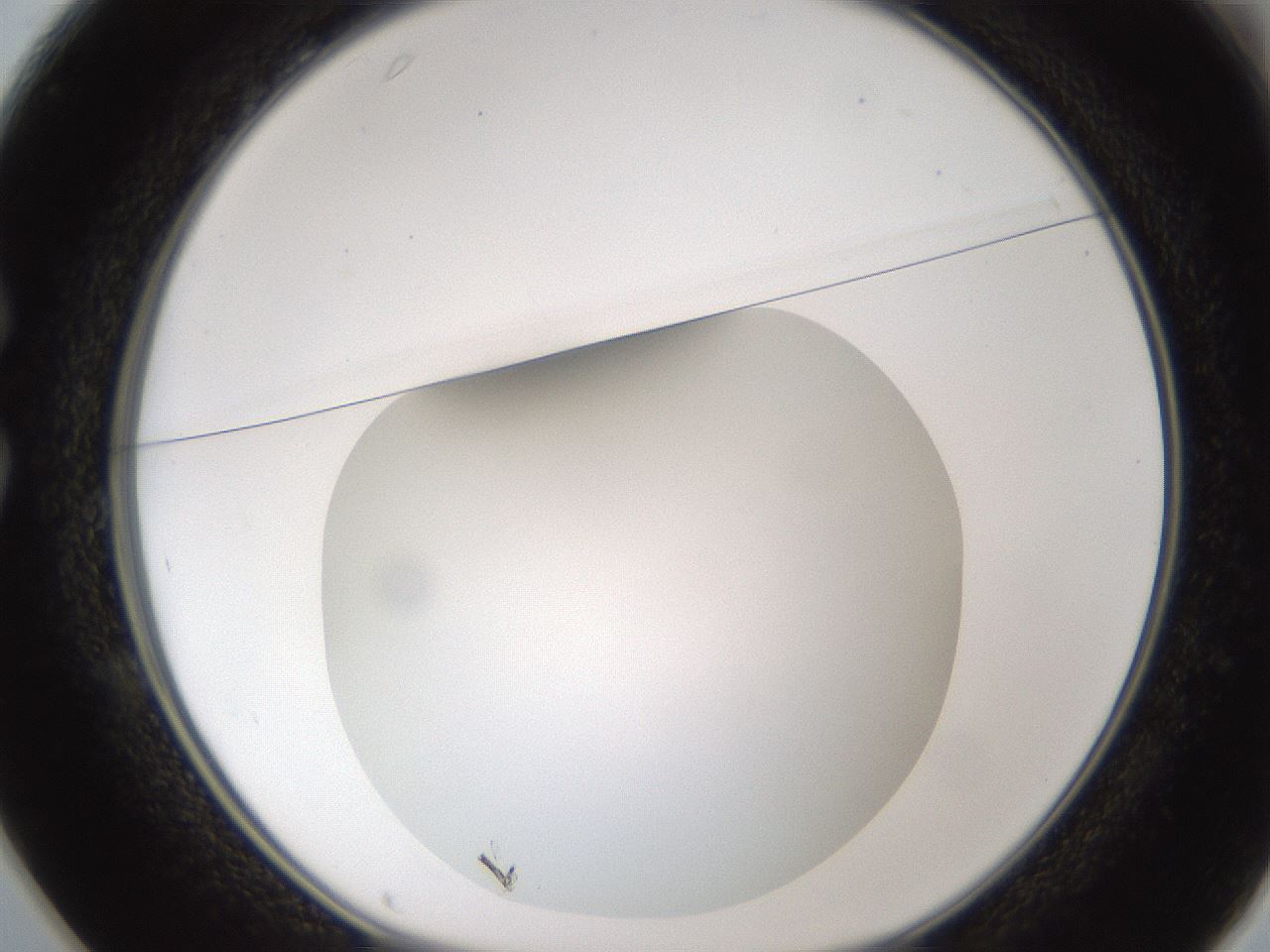 folderID302_plateID1302_batchID4299_wellNum25_profileID1_d1_r78320_ef.jpg