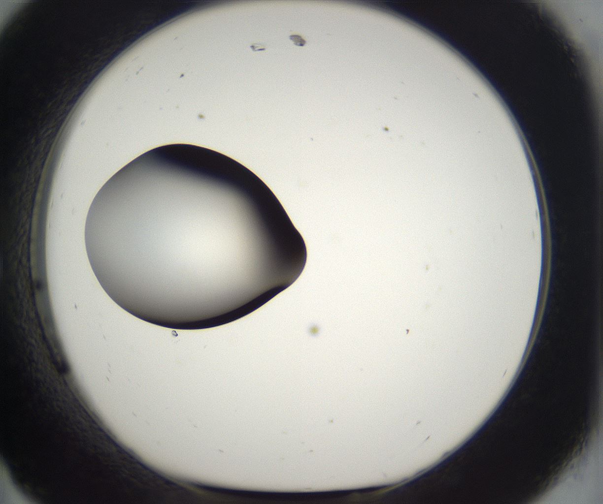folderID302_plateID2302_batchID10855_wellNum11_profileID1_d1_r161720_ef.jpg
