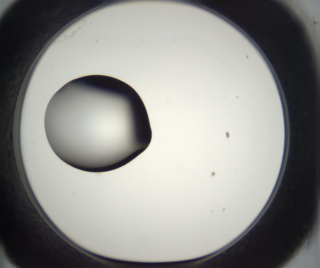 folderID300_plateID2300_batchID10854_wellNum35_profileID1_d1_r161648_ef.jpg