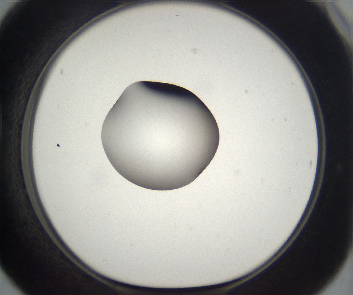 folderID300_plateID2300_batchID10854_wellNum42_profileID1_d1_r161655_ef.jpg