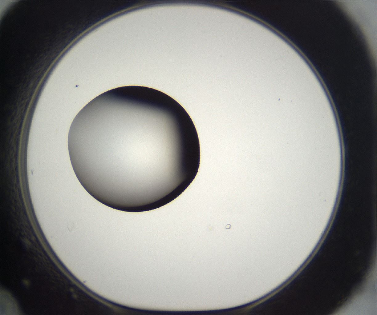folderID300_plateID2300_batchID10854_wellNum48_profileID1_d1_r161661_ef.jpg