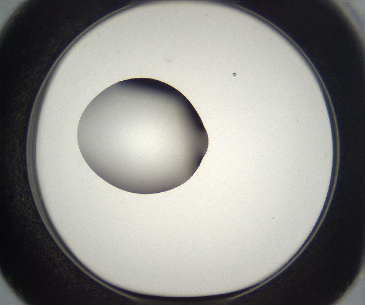 folderID300_plateID2300_batchID10854_wellNum50_profileID1_d1_r161663_ef.jpg