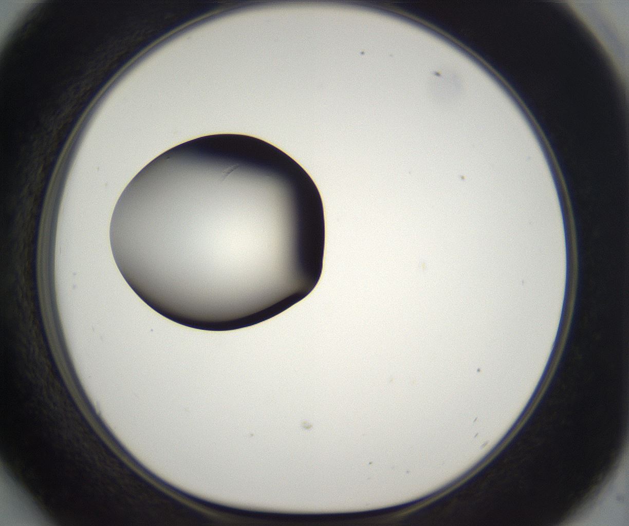 folderID300_plateID2300_batchID10854_wellNum54_profileID1_d1_r161667_ef.jpg