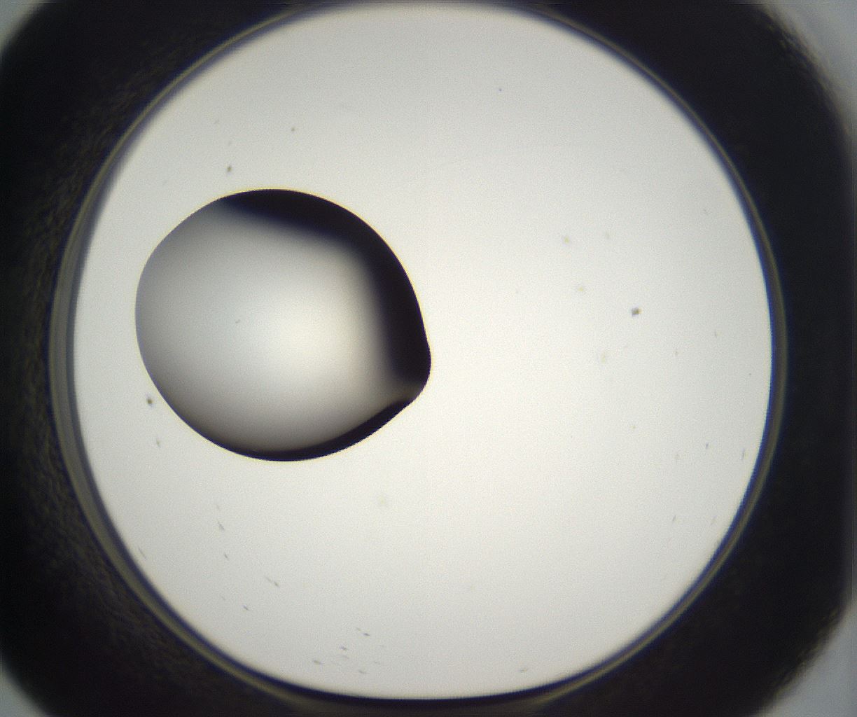 folderID300_plateID2300_batchID10854_wellNum57_profileID1_d1_r161670_ef.jpg