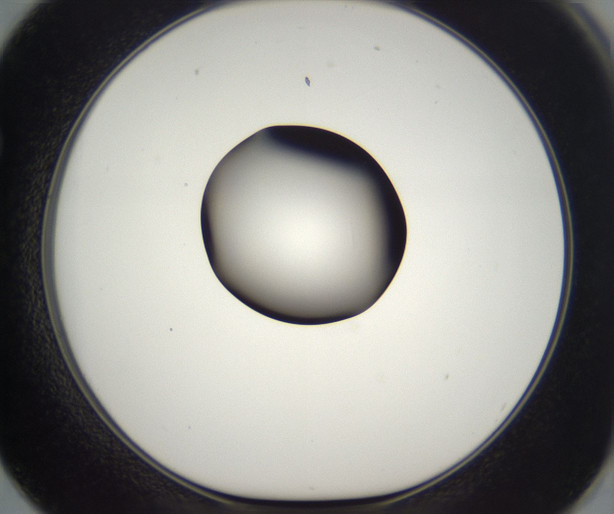 folderID300_plateID2300_batchID10854_wellNum62_profileID1_d1_r161675_ef.jpg