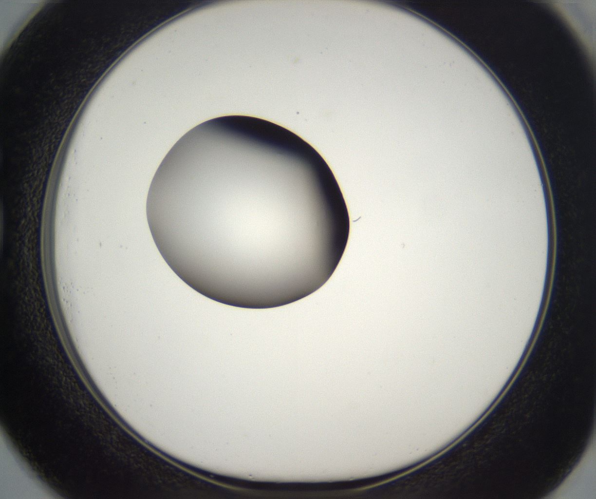 folderID300_plateID2300_batchID10854_wellNum73_profileID1_d1_r161686_ef.jpg