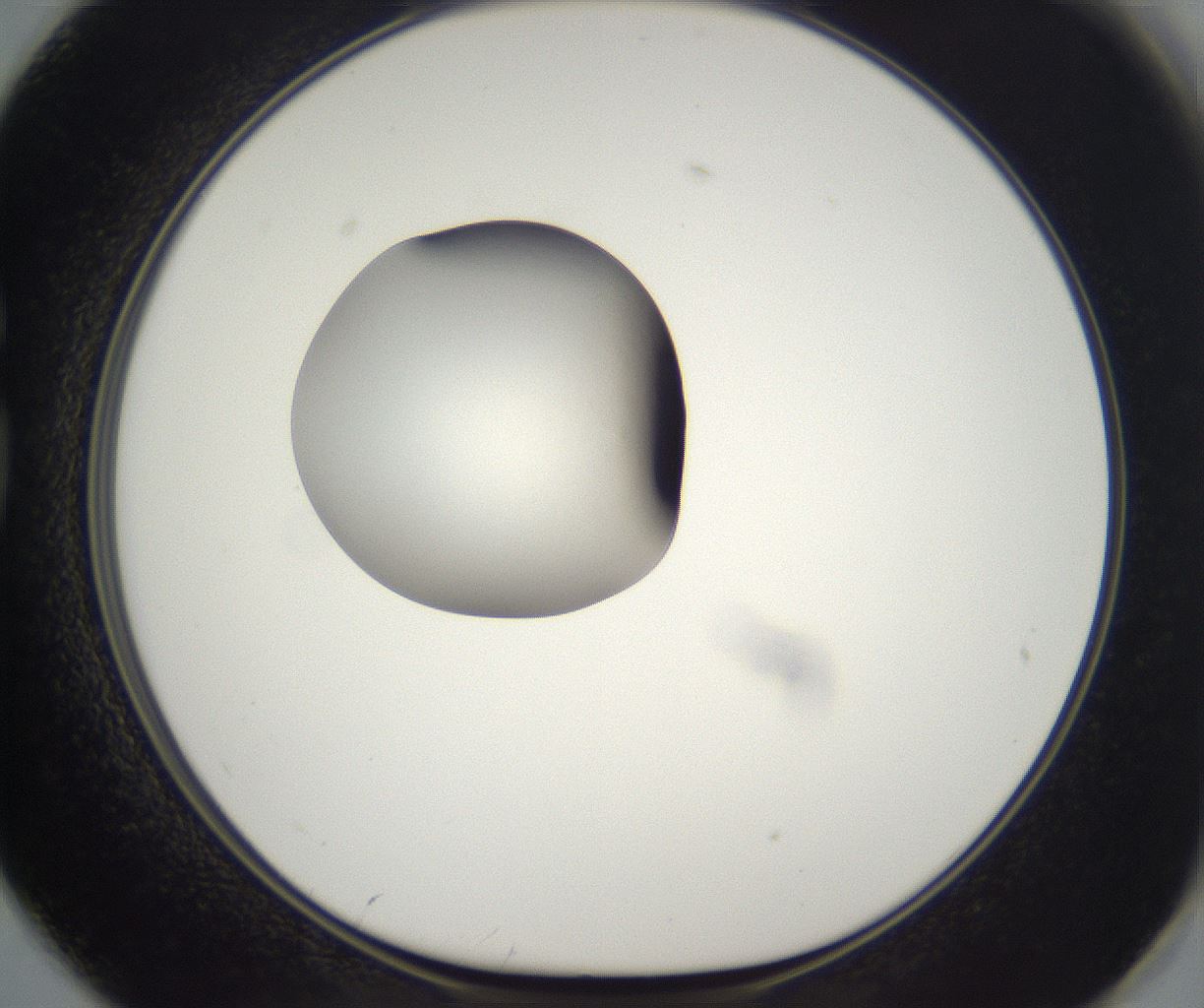 folderID300_plateID2300_batchID10854_wellNum74_profileID1_d1_r161687_ef.jpg