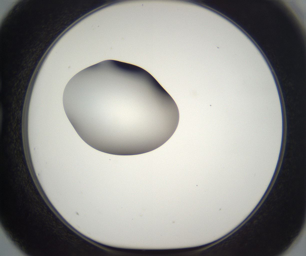 folderID300_plateID2300_batchID10854_wellNum75_profileID1_d1_r161688_ef.jpg