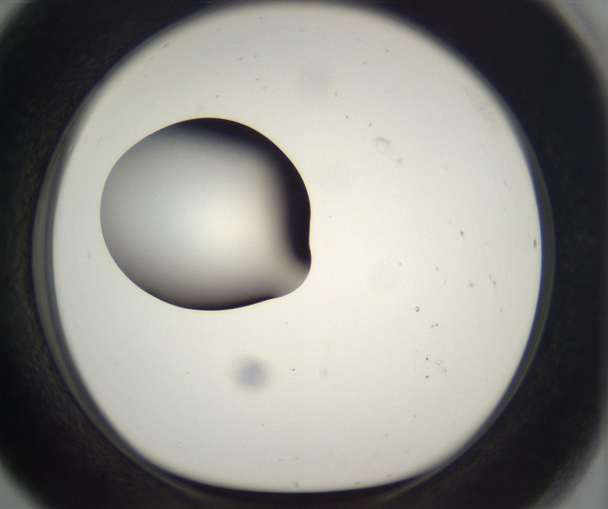 folderID300_plateID2300_batchID10854_wellNum80_profileID1_d1_r161693_ef.jpg