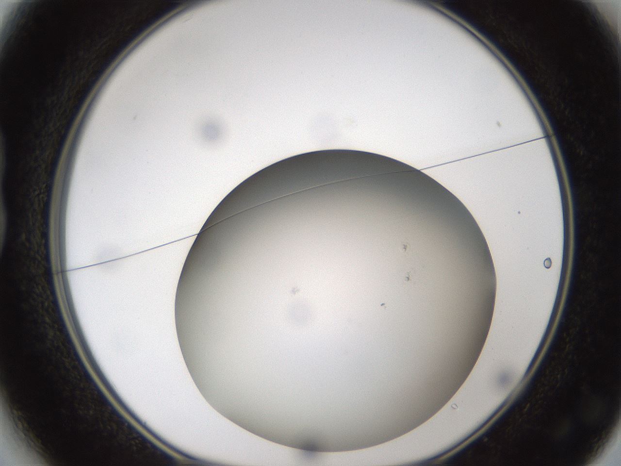 folderID301_plateID1301_batchID4294_wellNum13_profileID1_d1_r77924_ef.jpg