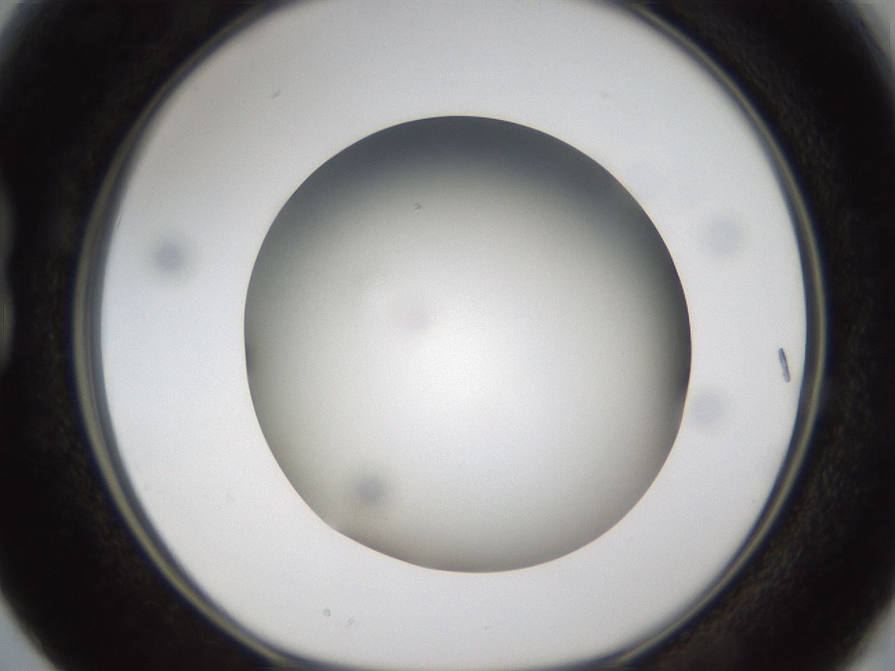 folderID301_plateID1301_batchID4294_wellNum15_profileID1_d1_r77926_ef.jpg