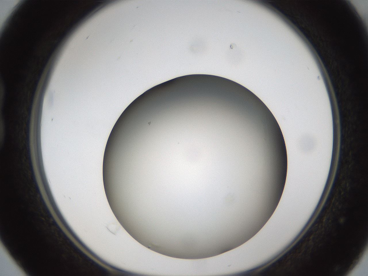 folderID301_plateID1301_batchID4294_wellNum16_profileID1_d1_r77927_ef.jpg