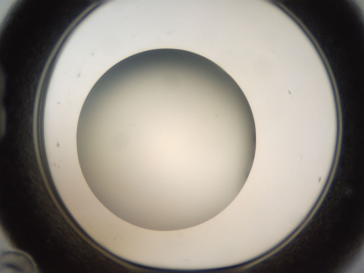 folderID301_plateID1301_batchID4294_wellNum24_profileID1_d1_r77935_ef.jpg