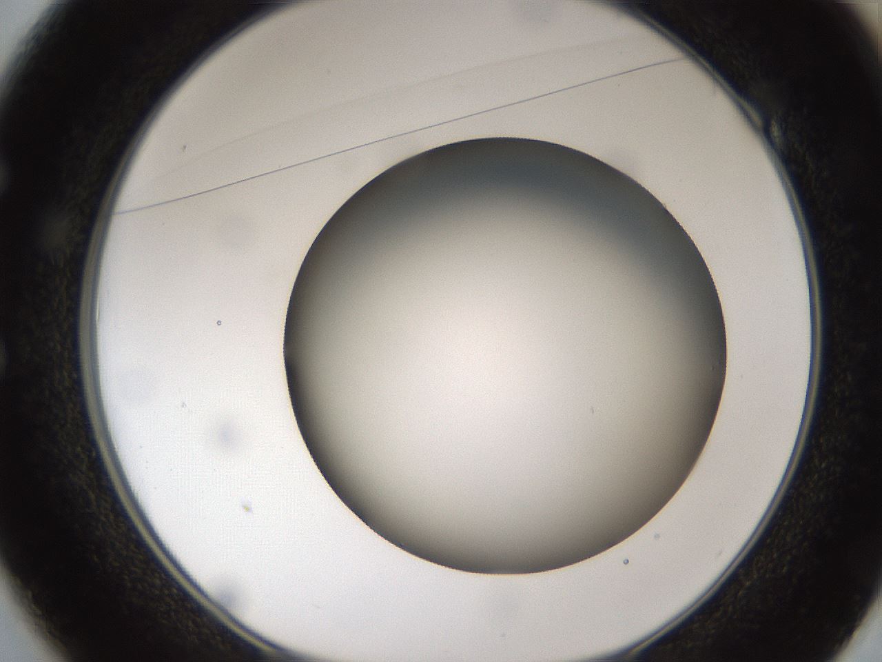 folderID301_plateID1301_batchID4294_wellNum49_profileID1_d1_r77960_ef.jpg