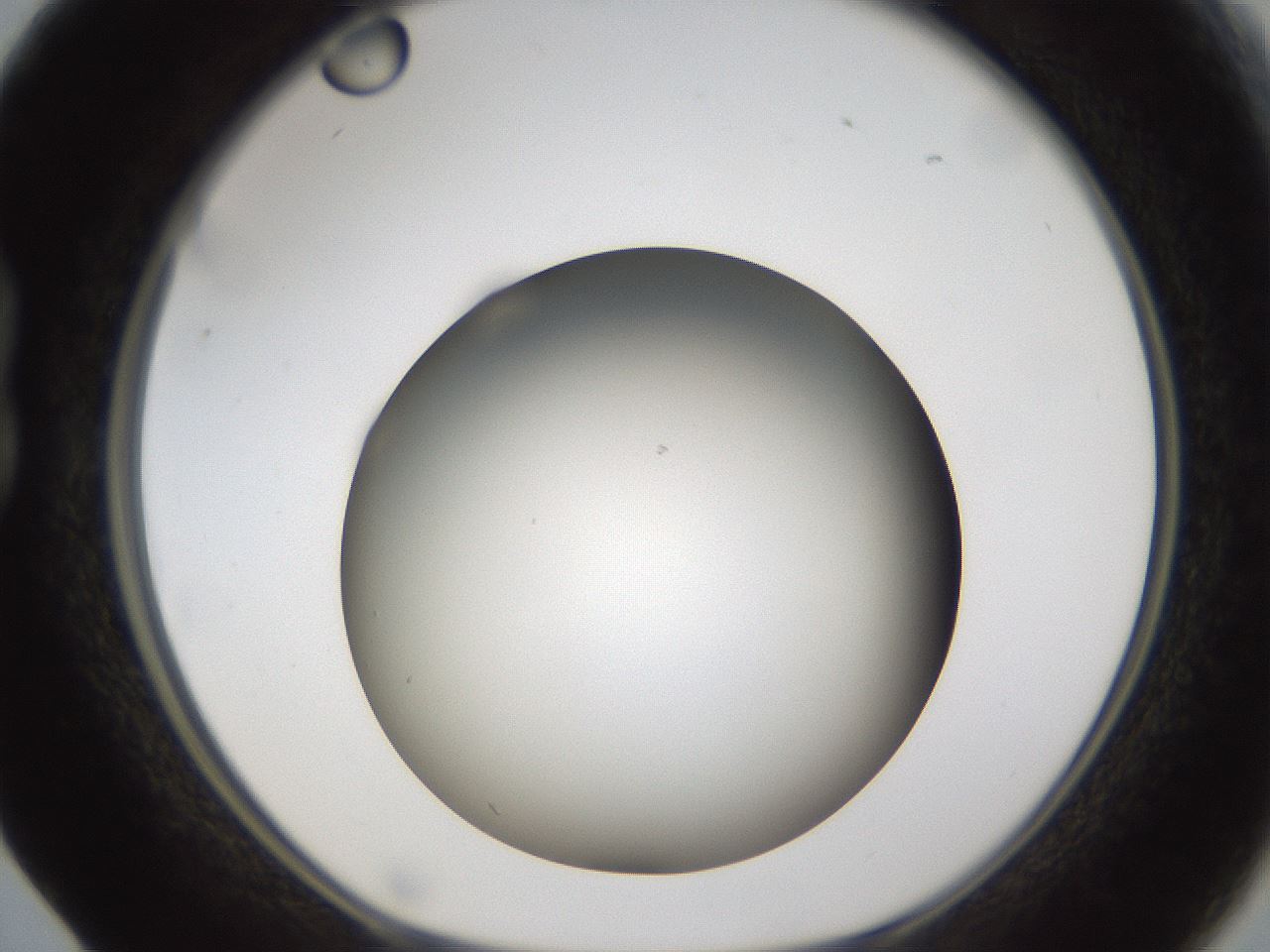 folderID301_plateID1301_batchID4294_wellNum17_profileID1_d1_r77928_ef.jpg