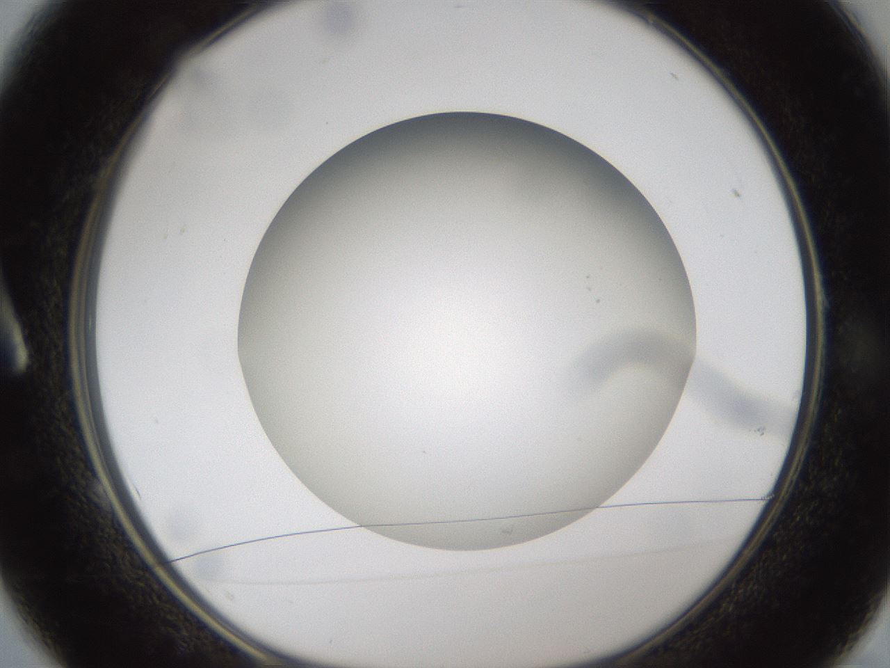 folderID301_plateID1301_batchID4294_wellNum1_profileID1_d1_r77912_ef.jpg